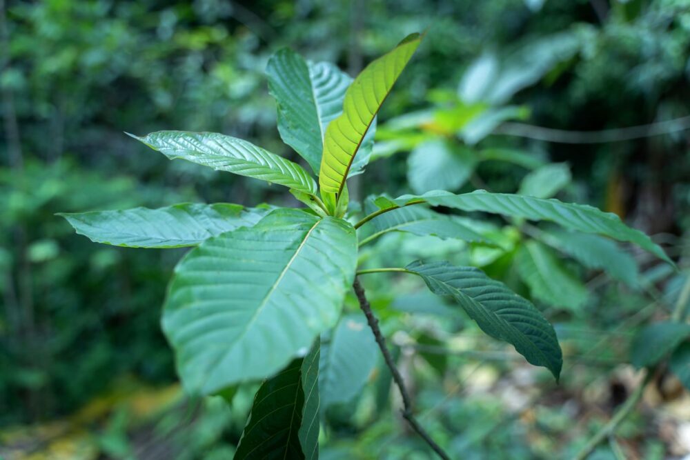 Cannabis plant in a forest