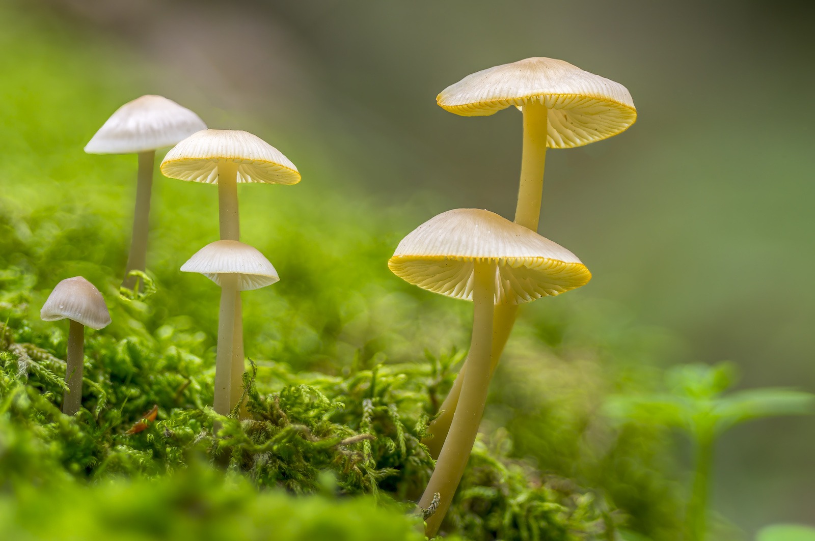what do mushrooms look like magic